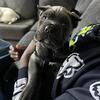 AKC Blue Cane Corso Puppy