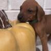 Rhodesian Ridgeback Puppies