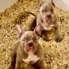 Beautiful American Bully Female Puppy