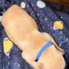 AKC Marketplace Golden Retrievers for Sale