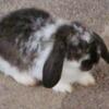 Baby buns needing rehomed