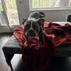 American bully!!!!