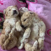 Poochon Puppies (Toy Poodle and Bichon)