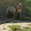 *STUD SERVICE* Lilac tri micro bully