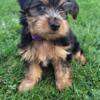 Yorkie female puppy Ready now