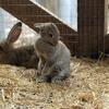 Giant Flemish Rabbits – Almost 8 Weeks Old – $250 Each