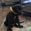 Akc black male yellow collar 💛