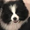 Akc pomeranian for sale