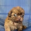 7 week Male Shih Tzu