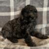 Abby Female Aussiedoodle Puppy
