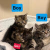 Tabby Kittens