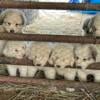 Great Pyrenees Puppies