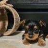 Ckc Teacup yorkie puppies