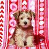 Adorable Yorkie Puppies Looking for Loving Homes 🐾❤️
