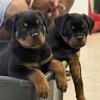 German Rottweiler Puppies 