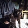 2 Black Cats for sale