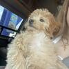 Female Pomapoo Puppy For Sale 