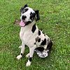 AKC Harlequin Great Dane