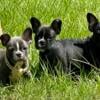 Shorty bull puppies available