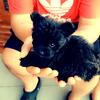 Tiny Black Morkie puppy ready now