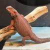 100% Red Monster Bearded Dragons 