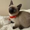 Sweet Seal Point Siamese 