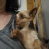 Female Yorkie Puppies available  $550.00