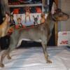 Miniature Pinscher upcoming litter