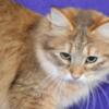 Siberian Cats,   Male and Female Adults for adoption
