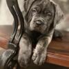 Italian cane Corso female