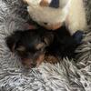 Yorkie puppy ckc