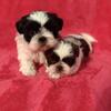 Shih Tzu Puppies