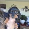 Mini Doxies