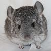 Friendly Baby Chinchillas - Transport Available