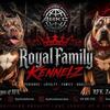 1 American Bully Male Pup