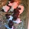 AKC full registered German Shorthair Pointer puppies