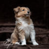 Sheltie Puppy Sable Male Available I could be AKC for an extra fee. I am snuggly & fun.