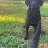 English/British Hunting/Bench Championship AKC Labradors Waitlist Late 2026
