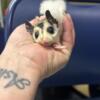 Female sugar glider ready to go