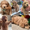 Goldendoodle (Medium) 30-40Lbs READY NOW! LAST TWO!