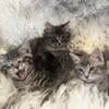 Tabby Kittens with no tails need to find new homes