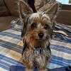 Male Yorkie Stud