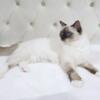 Belle - TICA & TCA Ragdoll Female Ragdoll