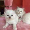 Blue Mitted Male Ragdoll Kitten