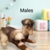 Maltipoo or Dachshund Pups $500/700 Caldwell, Tx.