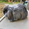Blue Lionlop