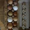 Hatching Egg wait list 