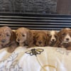 F1B CAVAPOO PUPPIES READY TO GO HOME 7/11