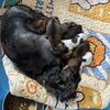 Dash hound puppies