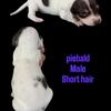 Mini dachshund puppies
